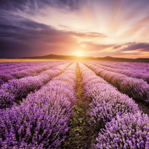Michigan Lavender Festival